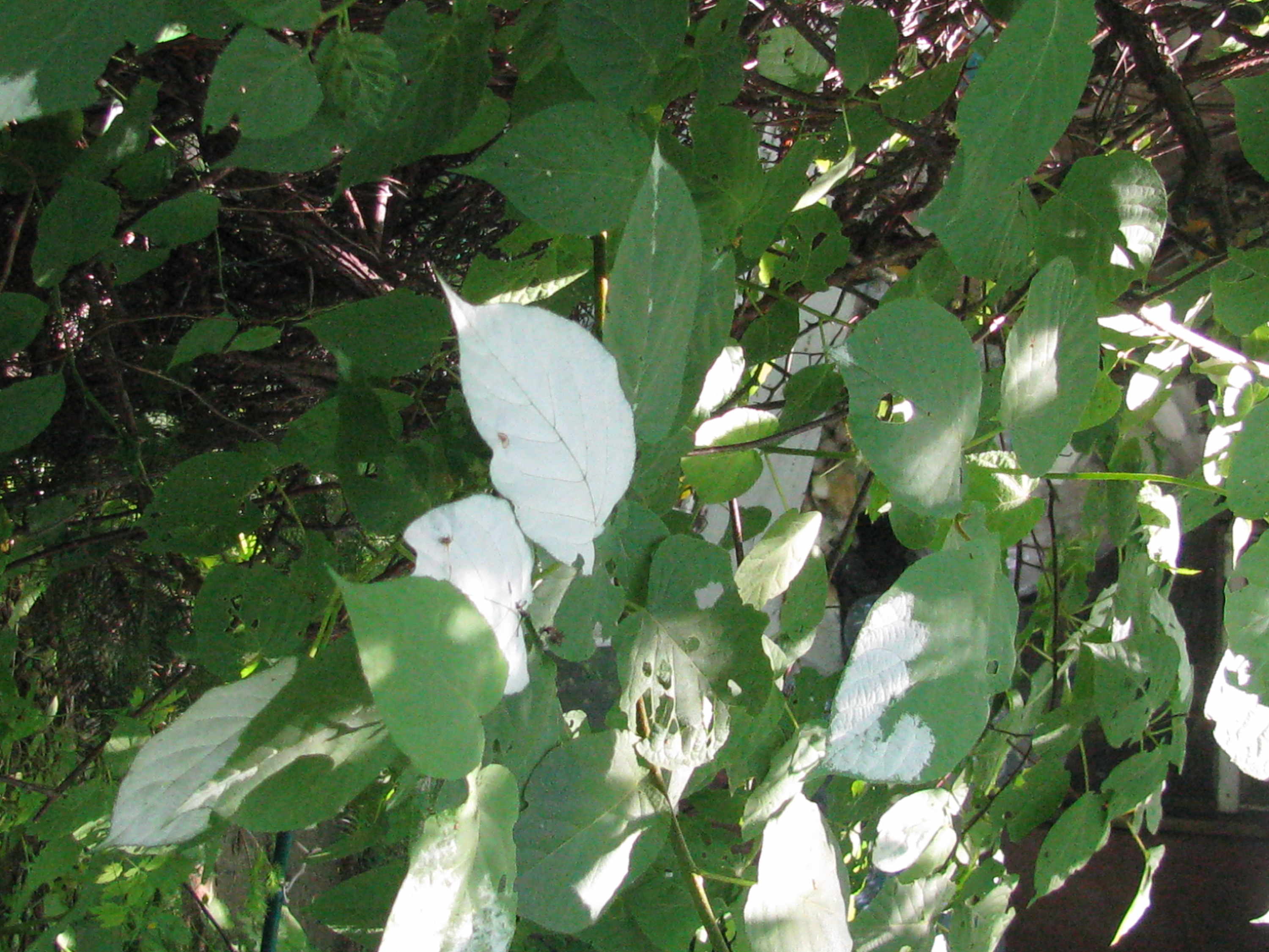 Seeds of the variegated-leaf hardy kiwi(Actinídia kolomíkta & Actinídia argúta)