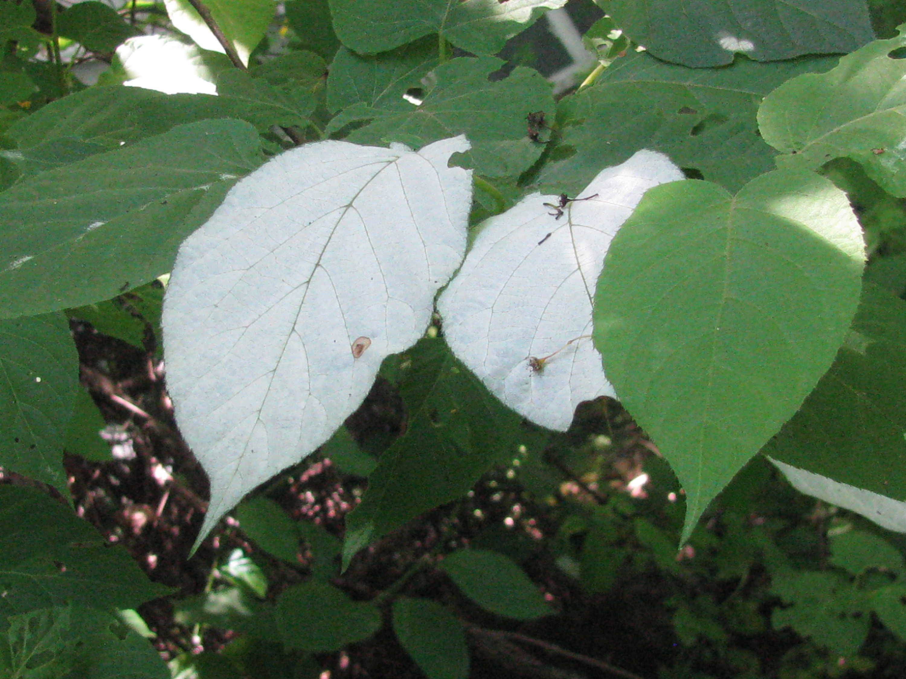 Seeds of the variegated-leaf hardy kiwi(Actinídia kolomíkta & Actinídia argúta)