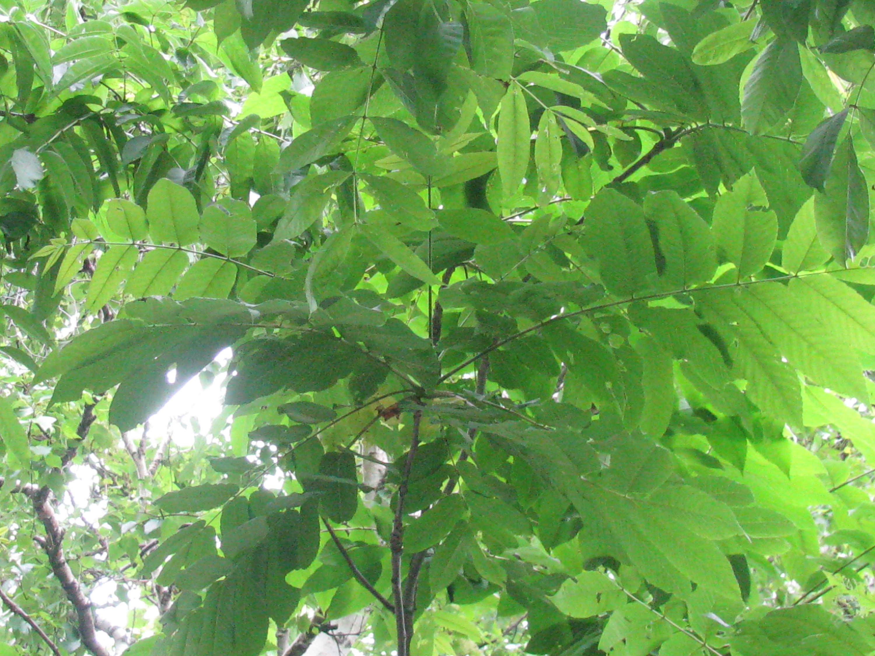 Júglans mandshúrica(Manchurian walnut) seeds