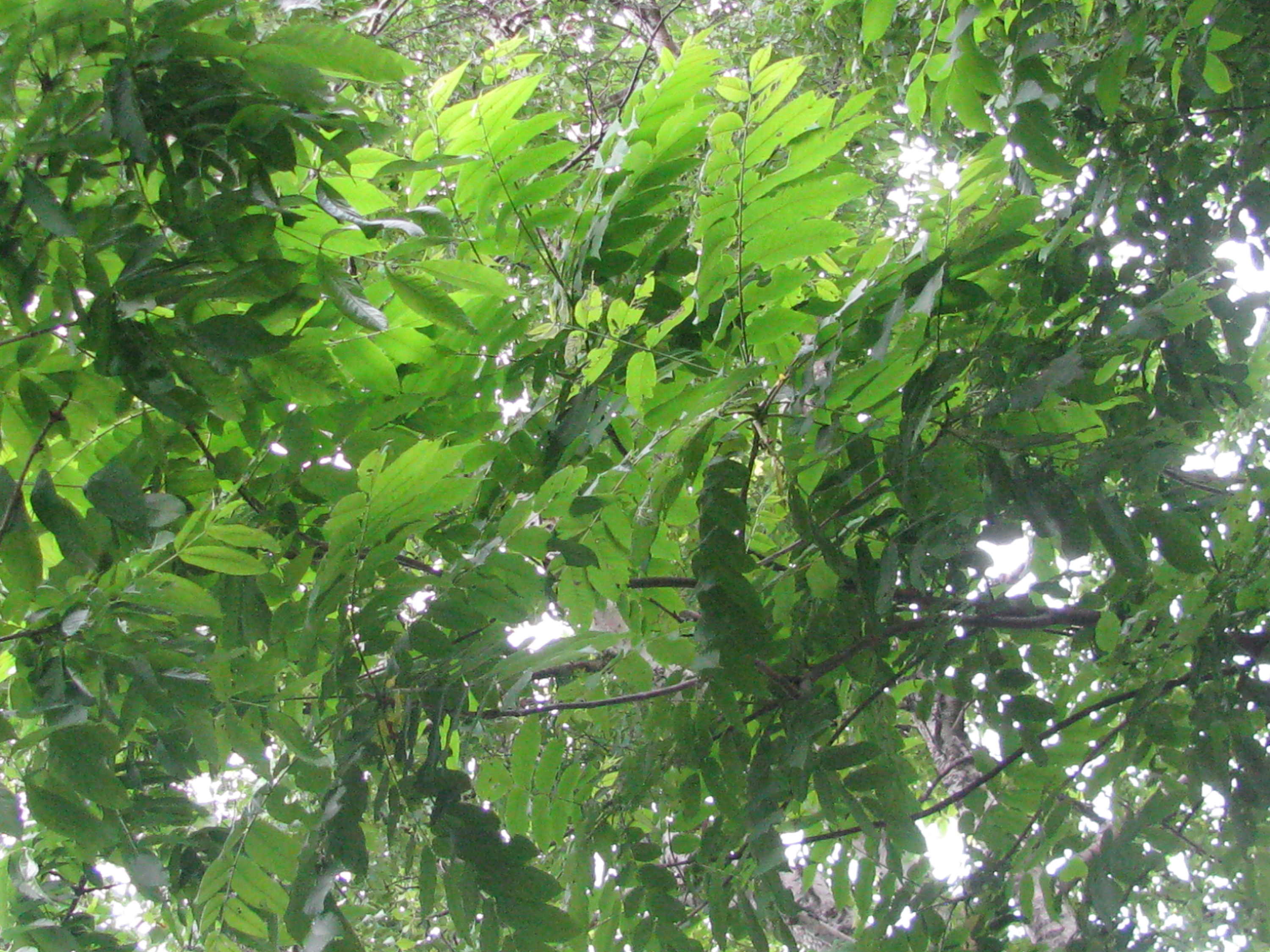 Júglans mandshúrica(Manchurian walnut) seeds