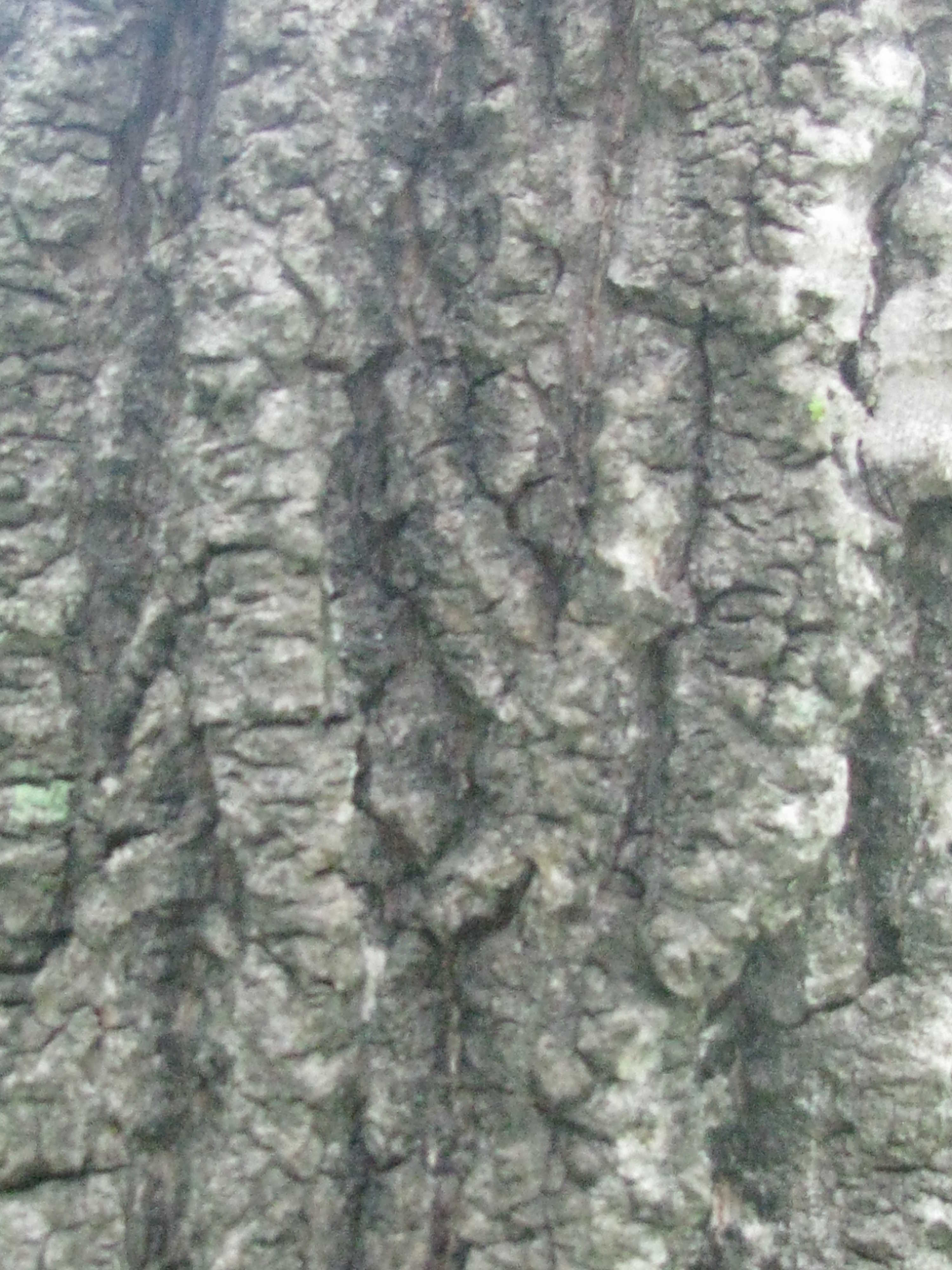 Phellodéndron amurénse( Far Eastern cork tree) seeds