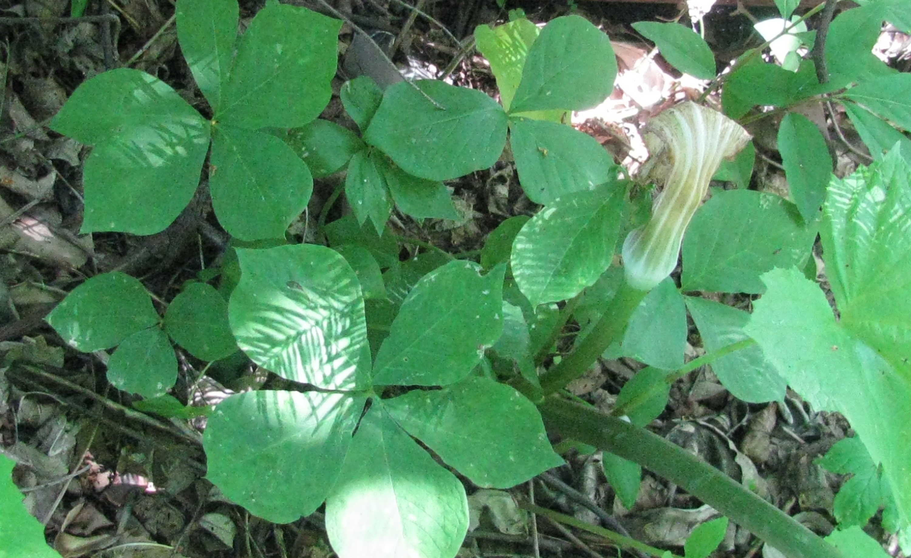 Pánax(Jénshēn) seeds