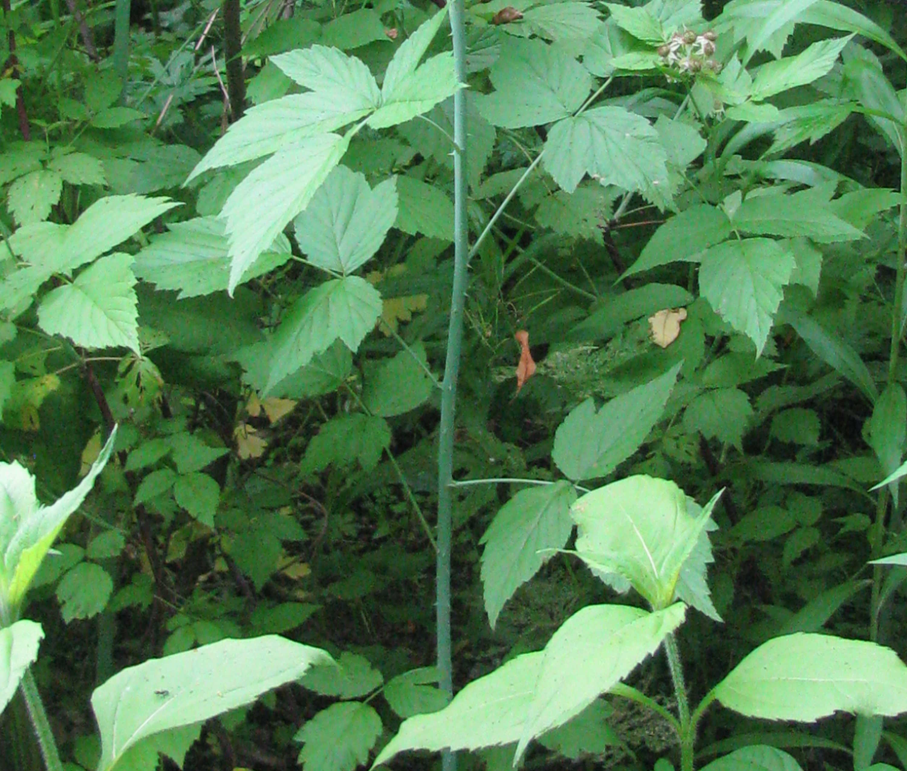 Tibetan raspberry(Rubus illecebrosus) seeds